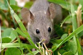 Use our tips for using mouse traps to get rid of the mice. Keep Mice Away From Bird Feeders