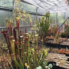 Instagram Photo By Jeremiah S Carnivorous Plants Jun 2 2016 At 10 26pm Utc Carnivorous Plants Sarracenia Carnivorous