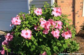 Image result for Hibiscus mechowii