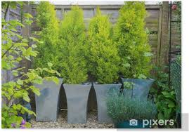 Maybe you would like to learn more about one of these? Garden With Evergreen Trees In Containers Poster Pixers We Live To Change