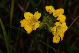 Image result for Alectra sessiliflora