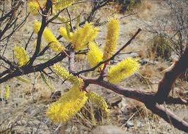 Image result for Elephantorrhiza