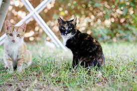 7 Foods Your Cat Should Never Eat Wapiti Labs Inc