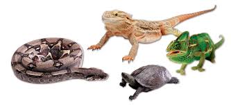 Check spelling or type a new query. Top Ten Reptile And Amphibian Care Tips