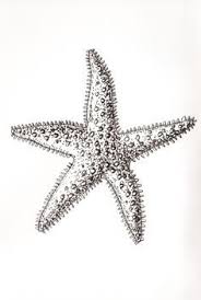 Starfish Pencil Drawing Google Search Fish Drawings Starfish Drawing Ocean Drawing