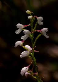 Image result for Disa saxicola