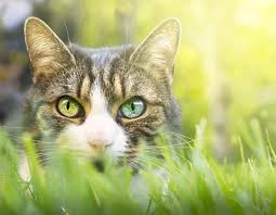 Cat hunting instincts are something that kitty parents can't ignore, so you have found the best solution with this new puzzle toy. How To Safely Satisfy Your Cat S Hunting Instincts Animal Wellness Magazine