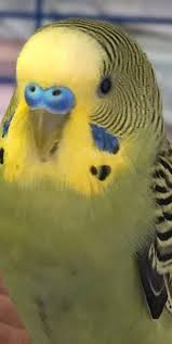 Looks Like My Sweet Dini Budgies Bird Pet Birds Budgies