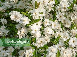 Image result for Exochorda