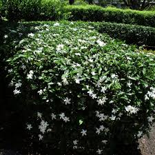 Image result for Tabernaemontana brachyantha