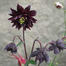 Other barlow varieties include aquilegia 'blue barlow'. Akelei Plena Black Barlow Aquilegia Vulgaris Plena Black Barlow Sehr Seltende Und Besondere Schwarzviolette Blutenstaude Native Plants