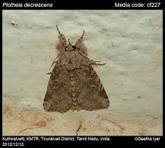Image result for Englerina woodfordioides