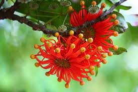 Firewheel Tree Stenocarpus Sinuatus 10 Seeds Orange Etsy Unusual Flowers Rare Flowers Australian Native Plants