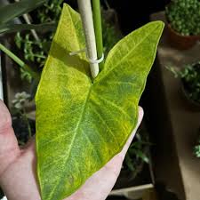 Image result for Ozoroa marginata