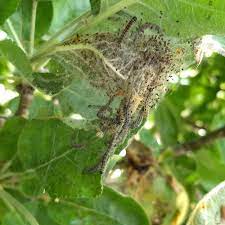 If left unattended, broad mite will stunt plant pest. Identify Caterpillar Infestation On Apple Tree Gardening Landscaping Stack Exchange