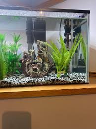 How many Guppies is too many?? Currently have 5 in a 28L tank. Not sure if  I can add a few more so any suggestions?? : r/Aquariums