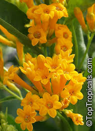 Image result for Cestrum