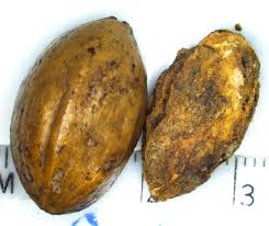 Image result for Combretum sp. A