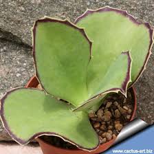 Kalanchoe Synsepala Kalanchoe Synsepala Paisagismo Suculento Como Cultivar Suculentas Suculentas