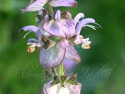 Image result for Salvia sclarea