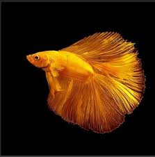 Fish Food Half Moon Betta Splender 15g Mosquito Larva Winner Enhance Color Growt Betta Fish Betta Pet Fish