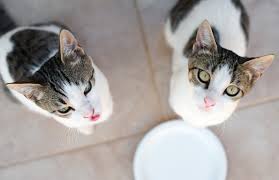 Grey cat breeds are considered the most enigmatic of all cat breeds. Is Grain Free Cat Food Right For Your Cat Hill S Pet