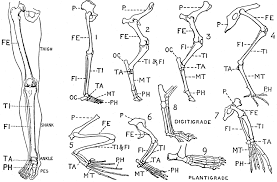 They allow you to move and provide support for your upper body. Human Leg Front View And Comparative Diagrams Showing Modifications Of The Leg Clipart Etc