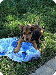 These adorable pups are available for adoption in cincinnati, ohio. Cincinnati Oh Sheltie Shetland Sheepdog Beagle Mix Meet Harvard A Puppy For Adoption Puppy Adoption Shetland Sheepdog Sheltie
