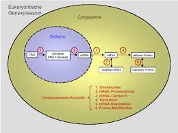 We did not find results for: Https Www I Med Ac At Imcbc Neurobiochemistryfolder Lectures Rna Processing Pdf