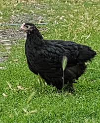 You've even likely seen one, as they are a popular breed for homesteaders. Little Hen Australorp Chickens Blue And Black Pullets Facebook