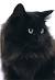 Beautiful Long Haired Black Cat