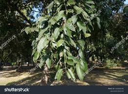 Image result for Diospyros mespiliformis