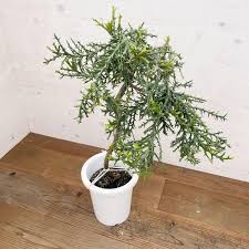 Image result for Monadenium pudibundum