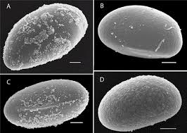 Image result for Lomariopsis warneckei