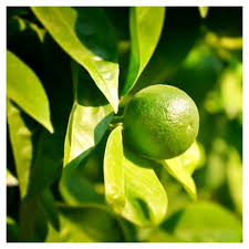 Image result for Citrus × aurantiifolia
