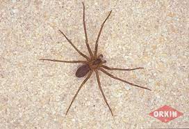 Brown recluse mating season is in full force and the spider's population continues to grow. How To Control Remove Brown Recluse Spiders Orkin