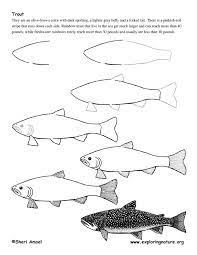 Trout Drawing Lesson Exploring Nature Educational Resource Drawing Lessons Fish Drawings Easy Drawings