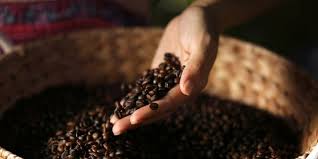 Biarpun kekocakan foto itu nampak biasa. Jenis Kopi Robusta Dan Arabika Itu Beda Jangan Ngaku Coffee Lovers Kalau Nggak Tahu Diadona Id
