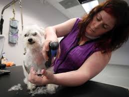 Get reviews, hours, directions, coupons and more for a pampered pet salon at 1605 park st, castle rock, co 80109. Dotties Dog House Adds Westerville Location To Blacklick Salon To Pamper Pets