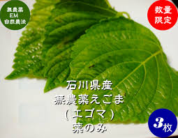 楽天市場 送料無料 無農薬 Em農法 無農薬えごま エゴマの葉 3枚 メール便 荏胡麻 １袋３枚 無農薬 えごま 国産 石川県産 ｅｍ菌 ほんだ農場楽天市場店