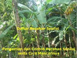 Soal matematika kelas 4 sd bab 8 pecahan dan kunci jawaban keterangan soal. Pengertian Contoh Dan Cara Mencari Pecahan Yang Senilai Dengan 1 2 1 3 2 3 1 4 2 4 3 4 1 5 2 5 3 5 4 5 1 6 2 6 3 6 4 6 5 6 1 7 2 7 3 7 4 7 5 7 6 7 1 8 2 8 3 8 4 8 5 8 6 8 7 8 1 9 2 9 3 9 4 9 5 9 6 9 7 9 8 9 1 10 2