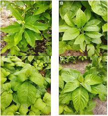 Image result for Vernonia adoensis