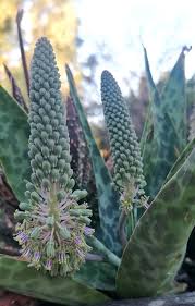Image result for Ledebouria macowanii