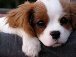 Le cavalier king charles et le king charles. Baby Cavalier King Charles Spaniel King Charles Puppy Spaniel Puppies Cute Animal Pictures