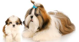 The shih tzu is a charming, affectionate and bright dog. Shih Tzu Growth Chart Shih Tzu Puppy Weight Chart