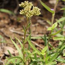 Image result for Crassula alba