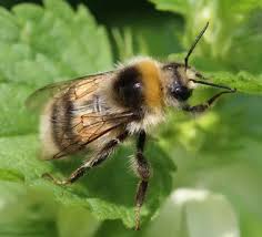 Image result for Bombus lucorum