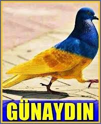Ho Adli Kullanicinin Fener Panosundaki Pin Fener