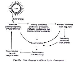 Check spelling or type a new query. Why Is Energy Flow Important In An Ecosystem Quora