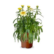 Image result for Leucanthemum